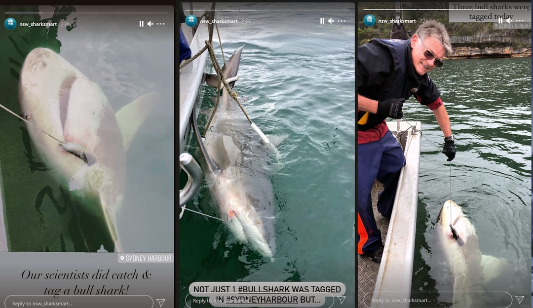 Bull sharks in the harbour