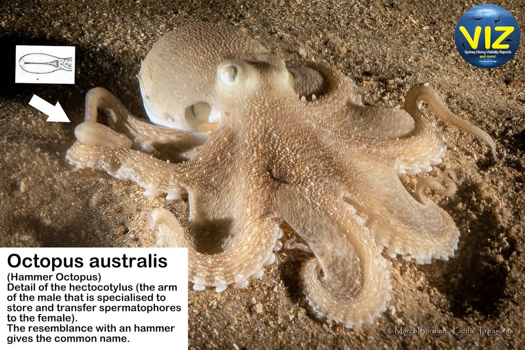 The Hammer Octopus