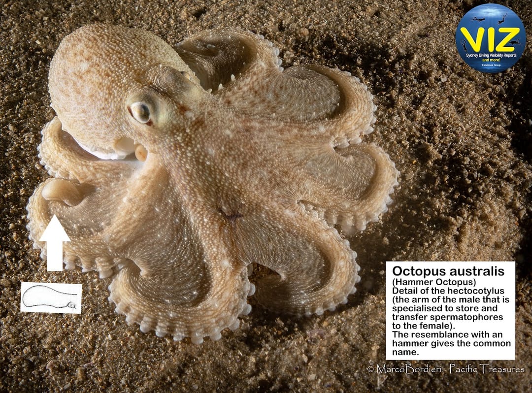 The Hammer Octopus