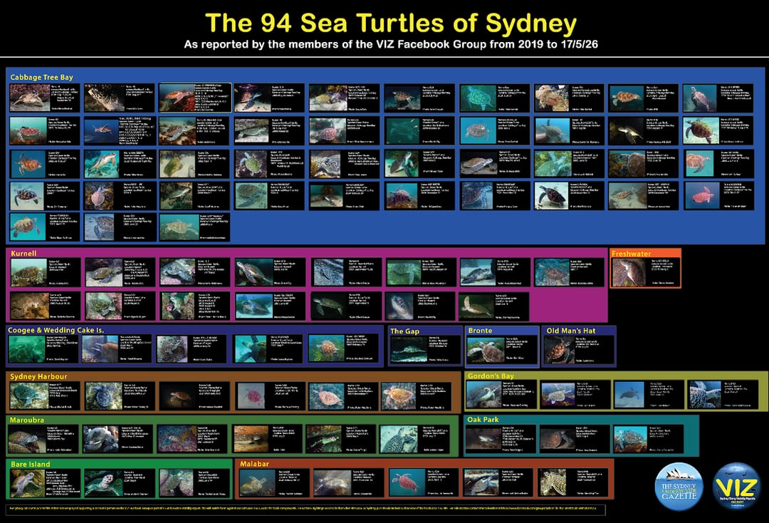 Sea turtle tracking