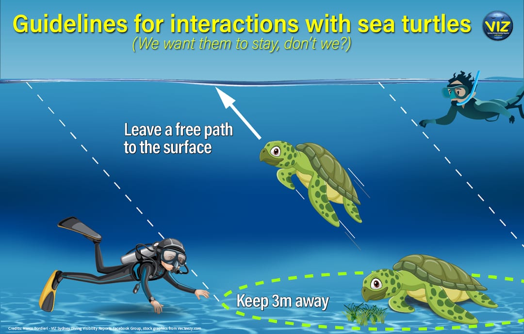 Sea turtle tracking