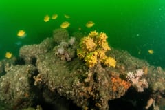TSS Currajong shipwreck