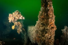 TSS Currajong shipwreck
