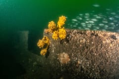 TSS Currajong shipwreck