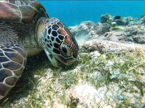 A green sea turtle lying on the sea floor with its head down among strands of seagrass, sand and rubble behind it in clear blue water.