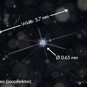 A spiky spherical zooplankton photographed against black water, annotated with measurements: width 5.7 mm and a 0.65 mm spine diameter.