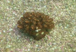 A rounded, knobbly brown coral colony roughly the size of a fist, growing alone on a flat rock platform crusted with pink coralline algae, small barnacles and green turf.