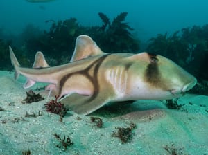 A Port Jackson shark resting on the seabed in clear green water, its blunt head and the dark harness markings across its back clearly visible.