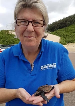 A volunteer in a royal blue Australian Seabird Rescue polo shirt cradles a tiny sea turtle hatchling in her cupped hands, on a sandy coastal track with low green scrub behind her.