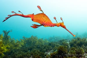 A bright orange weedy seadragon, its leaf-shaped appendages spread along its body and tail, hovering in profile above dark kelp in pale blue-green water.