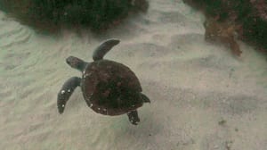 A sea turtle photographed from above, gliding just off the bottom across a pale sand channel between dark weed-covered reef, its four flippers spread and pale barnacle flecks on its shell.