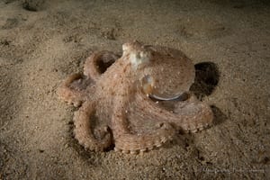 A pale pinkish-tan hammer octopus sprawled flat on rippled sand at night, its eight arms spread wide and one eye catching the strobe, lit against a dark background.