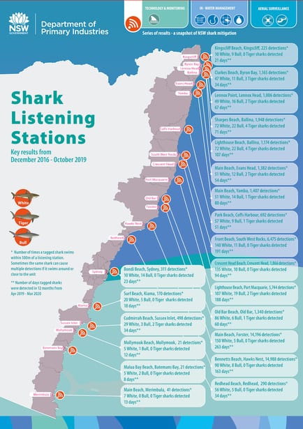 Bull sharks in the harbour