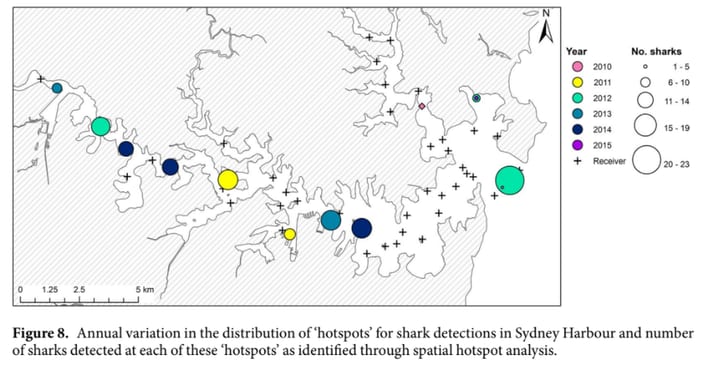 Bull sharks in the harbour