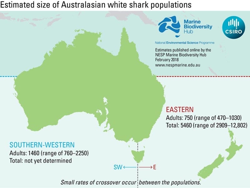 Bull sharks in the harbour